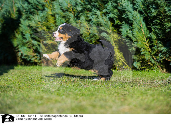 Berner Sennenhund Welpe / Bernese Mountain Dog Puppy / SST-15144