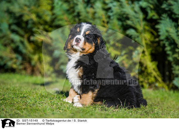 Berner Sennenhund Welpe / Bernese Mountain Dog Puppy / SST-15149