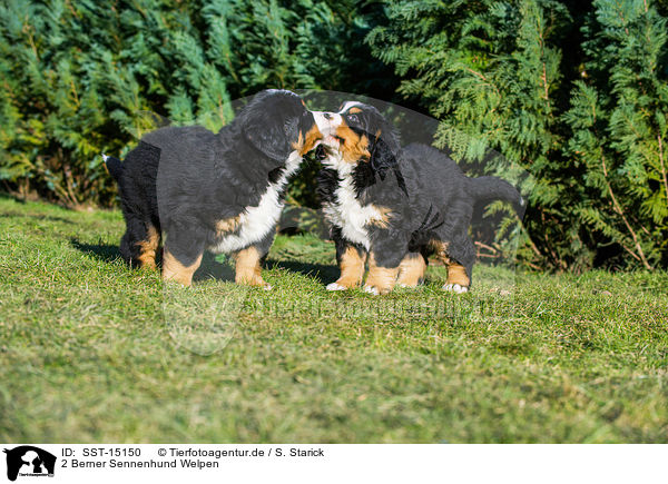 2 Berner Sennenhund Welpen / 2 Bernese Mountain Dog Puppies / SST-15150