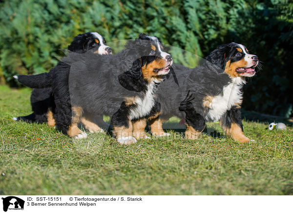 3 Berner Sennenhund Welpen / 3 Bernese Mountain Dog Puppies / SST-15151