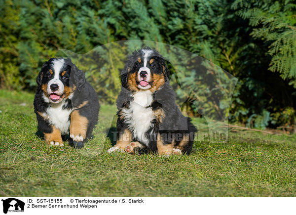 2 Berner Sennenhund Welpen / 2 Bernese Mountain Dog Puppies / SST-15155