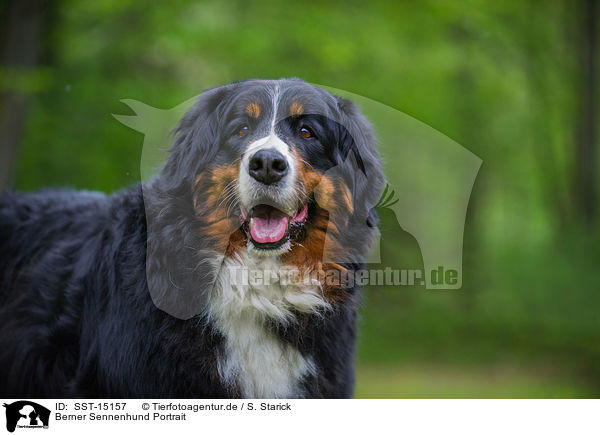 Berner Sennenhund Portrait / Bernese Mountain Dog Portrait / SST-15157