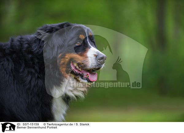 Berner Sennenhund Portrait / Bernese Mountain Dog Portrait / SST-15159