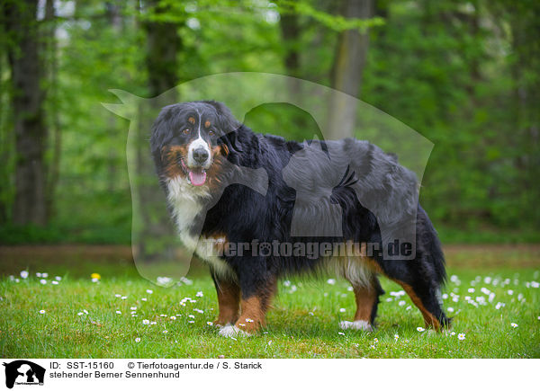 stehender Berner Sennenhund / standing Bernese Mountain Dog / SST-15160