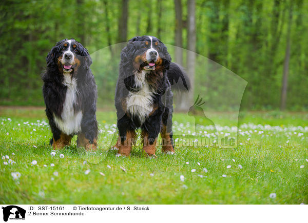 2 Berner Sennenhunde / 2 Bernese Mountain Dogs / SST-15161