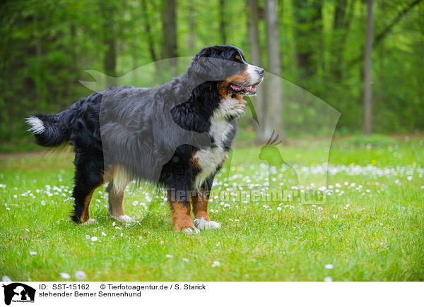 stehender Berner Sennenhund / standing Bernese Mountain Dog / SST-15162