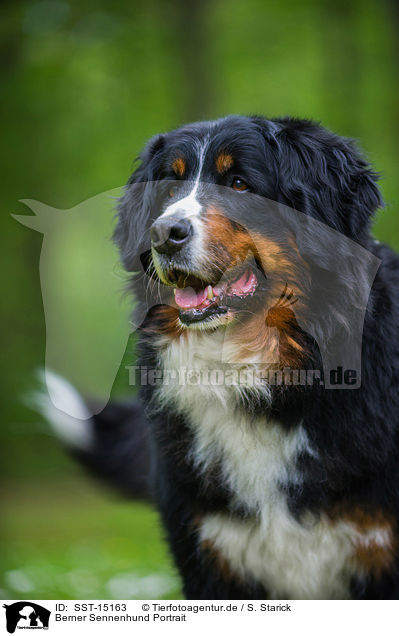 Berner Sennenhund Portrait / Bernese Mountain Dog Portrait / SST-15163