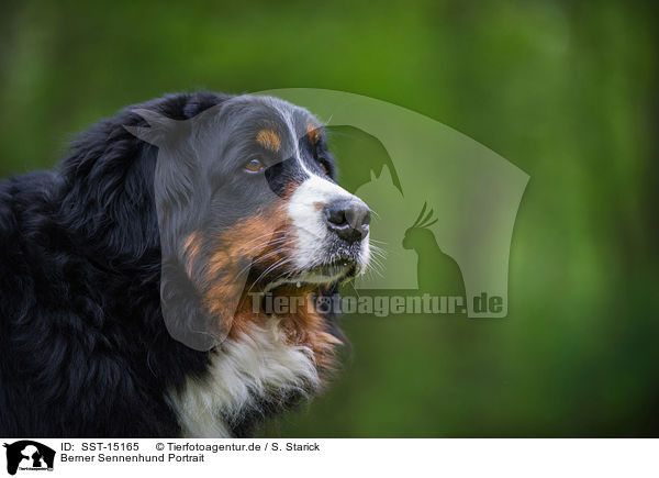 Berner Sennenhund Portrait / Bernese Mountain Dog Portrait / SST-15165