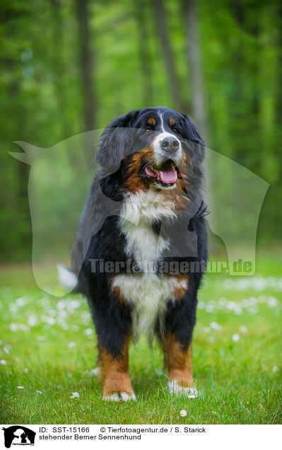 stehender Berner Sennenhund / standing Bernese Mountain Dog / SST-15166