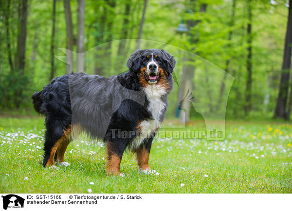 stehender Berner Sennenhund / standing Bernese Mountain Dog / SST-15168