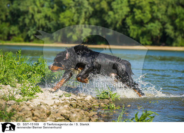 rennender Berner Sennenhund / running Bernese Mountain Dog / SST-15169