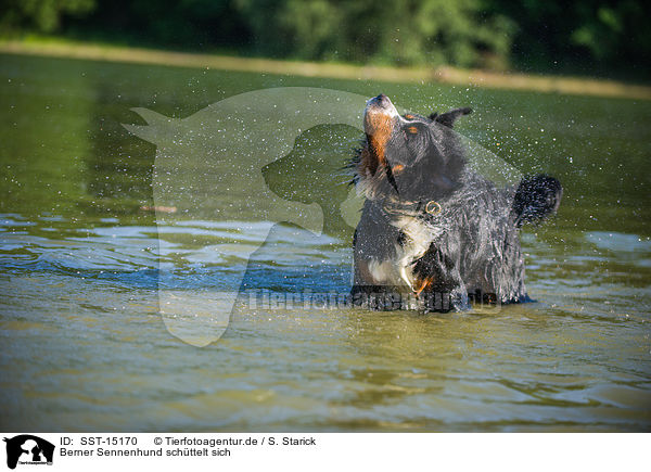Berner Sennenhund schttelt sich / shaking Bernese Mountain Dog / SST-15170