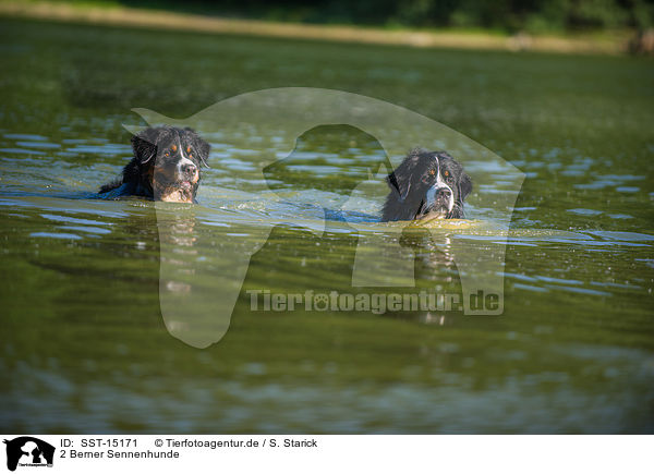 2 Berner Sennenhunde / 2 Bernese Mountain Dogs / SST-15171