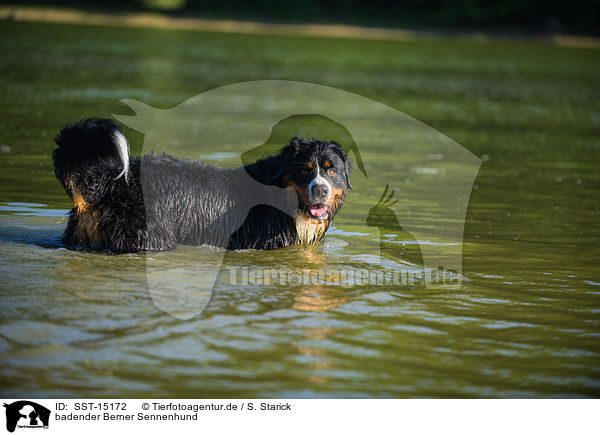 badender Berner Sennenhund / bathing Bernese Mountain Dog / SST-15172