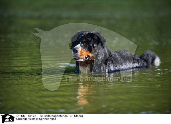 badender Berner Sennenhund / bathing Bernese Mountain Dog / SST-15173