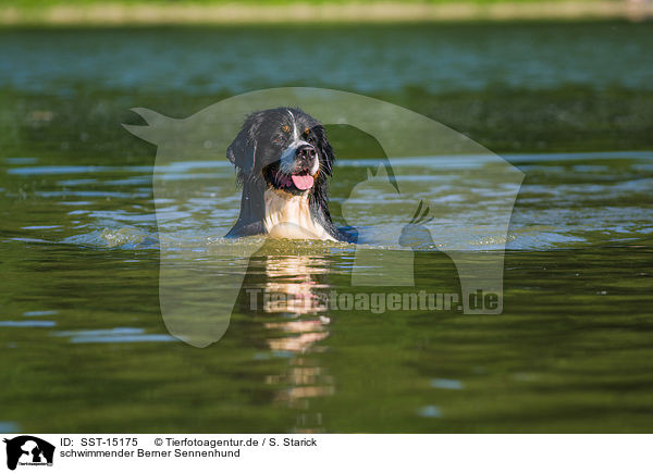 schwimmender Berner Sennenhund / swimming Bernese Mountain Dog / SST-15175