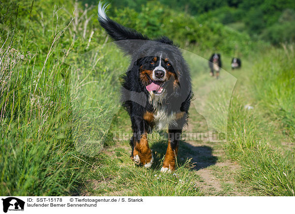 laufender Berner Sennenhund / walking Bernese Mountain Dog / SST-15178