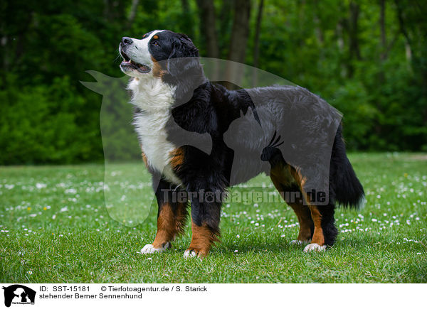 stehender Berner Sennenhund / standing Bernese Mountain Dog / SST-15181