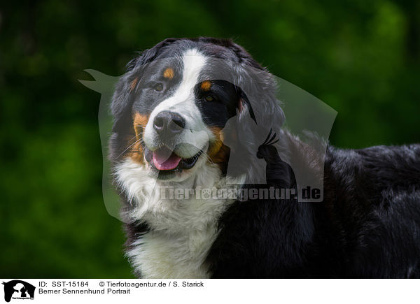 Berner Sennenhund Portrait / Bernese Mountain Dog Portrait / SST-15184