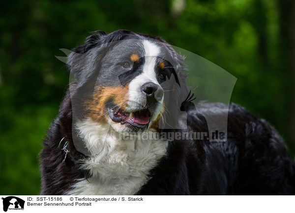 Berner Sennenhund Portrait / Bernese Mountain Dog Portrait / SST-15186