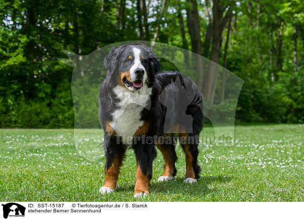 stehender Berner Sennenhund / standing Bernese Mountain Dog / SST-15187