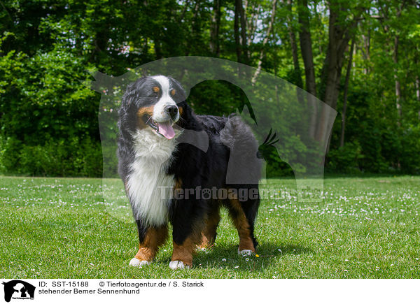 stehender Berner Sennenhund / standing Bernese Mountain Dog / SST-15188