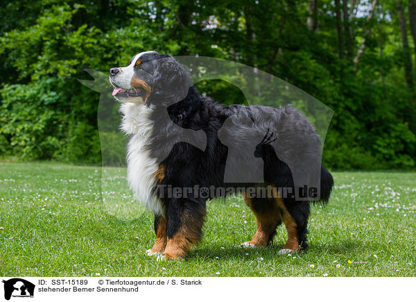 stehender Berner Sennenhund / standing Bernese Mountain Dog / SST-15189