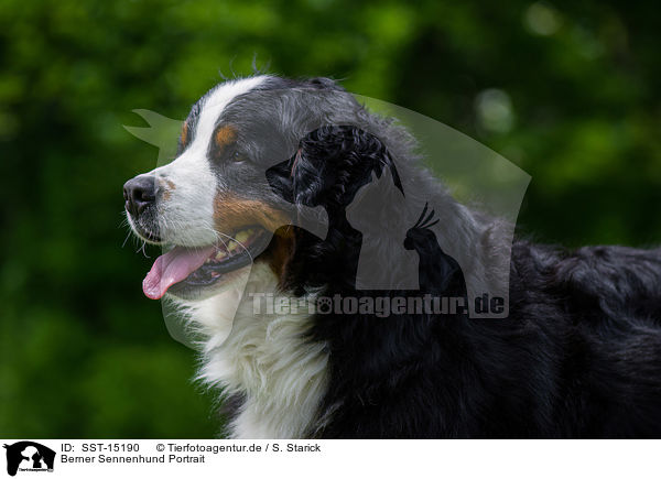 Berner Sennenhund Portrait / Bernese Mountain Dog Portrait / SST-15190