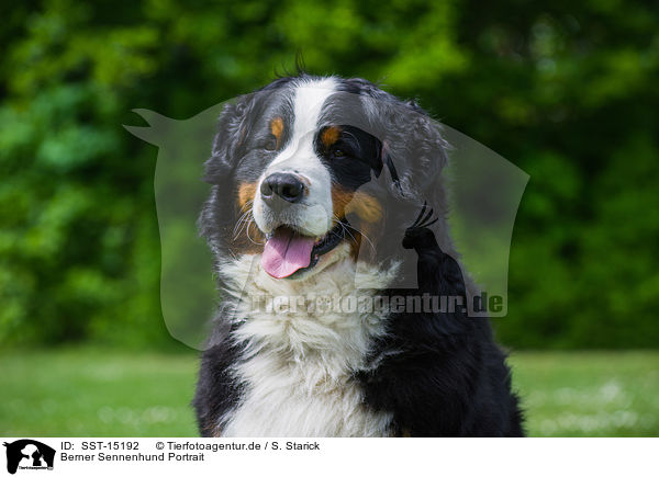 Berner Sennenhund Portrait / Bernese Mountain Dog Portrait / SST-15192