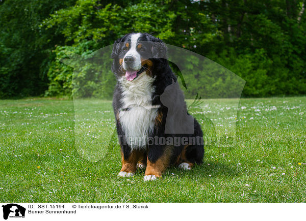 Berner Sennenhund / Bernese Mountain Dog / SST-15194