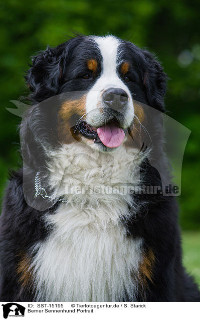 Berner Sennenhund Portrait / Bernese Mountain Dog Portrait / SST-15195