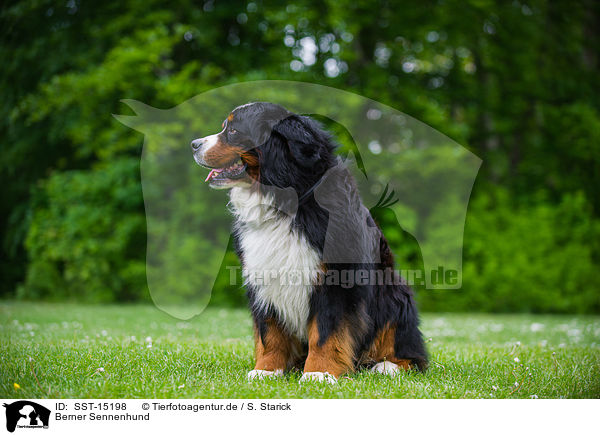Berner Sennenhund / Bernese Mountain Dog / SST-15198