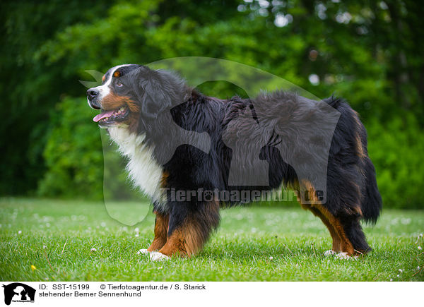 stehender Berner Sennenhund / standing Bernese Mountain Dog / SST-15199