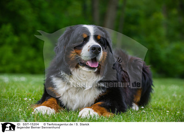 liegender Berner Sennenhund / lying Bernese Mountain Dog / SST-15204