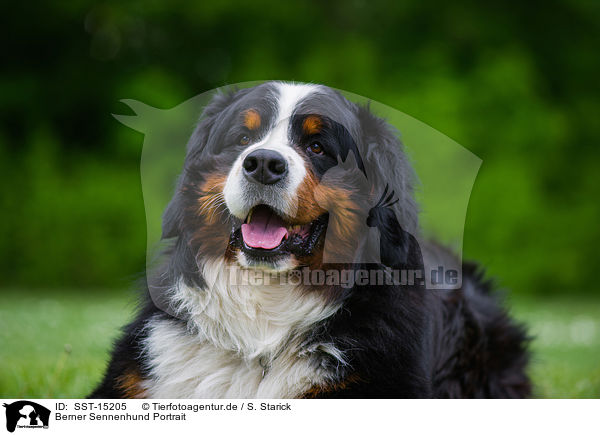 Berner Sennenhund Portrait / Bernese Mountain Dog Portrait / SST-15205
