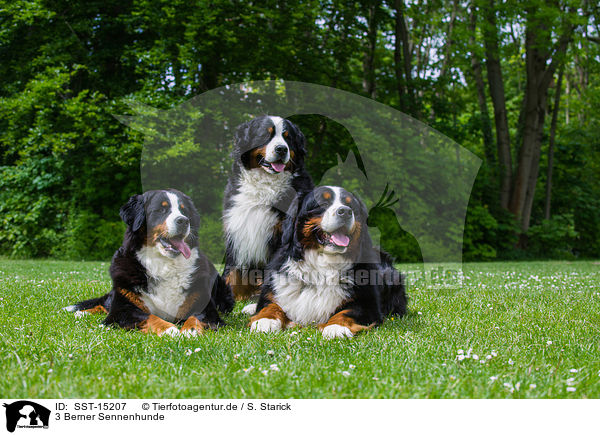 3 Berner Sennenhunde / 3 Bernese Mountain Dogs / SST-15207