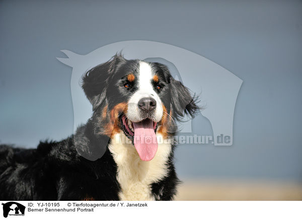 Berner Sennenhund Portrait / YJ-10195