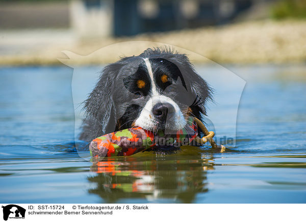 schwimmender Berner Sennenhund / SST-15724