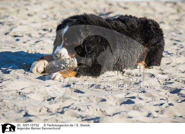 liegender Berner Sennenhund / lying Bernese Mountain Dog / SST-15752