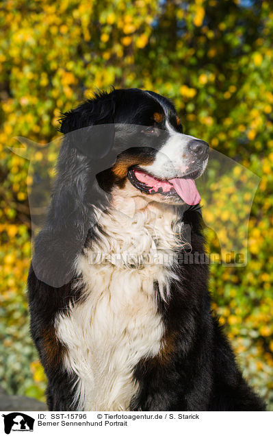 Berner Sennenhund Portrait / SST-15796