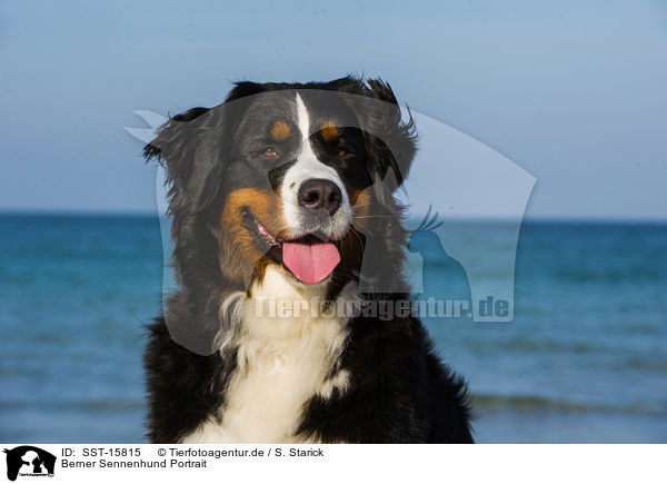 Berner Sennenhund Portrait / SST-15815