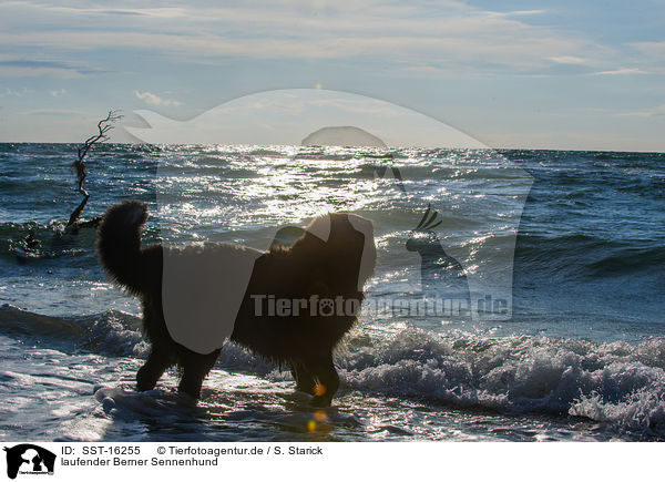 laufender Berner Sennenhund / walking Bernese Mountain Dog / SST-16255