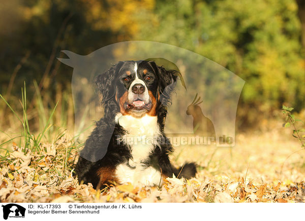 liegender Berner Sennenhund / lying Bernese Mountain Dog / KL-17393