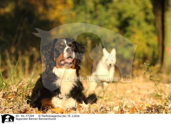 liegender Berner Sennenhund / lying Bernese Mountain Dog / KL-17394