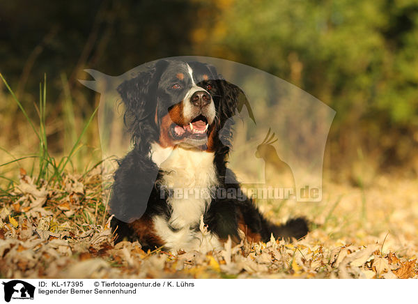 liegender Berner Sennenhund / lying Bernese Mountain Dog / KL-17395
