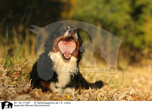 liegender Berner Sennenhund / lying Bernese Mountain Dog / KL-17397