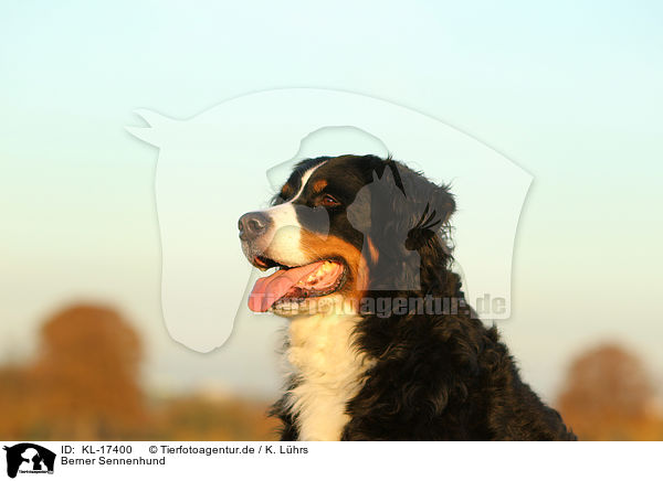 Berner Sennenhund / Bernese Mountain Dog / KL-17400
