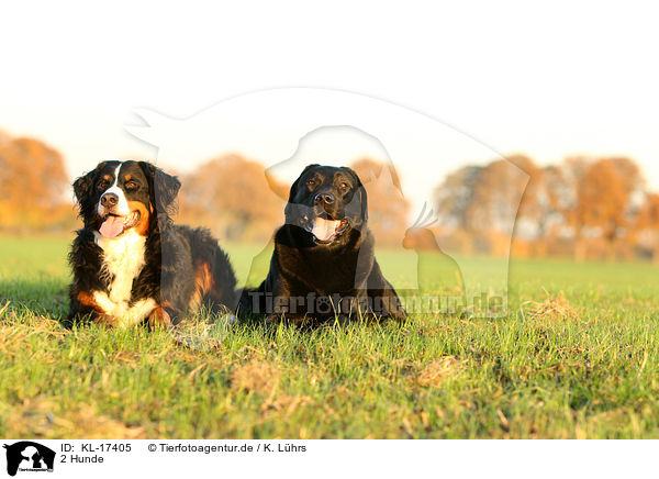 2 Hunde / 2 dogs / KL-17405