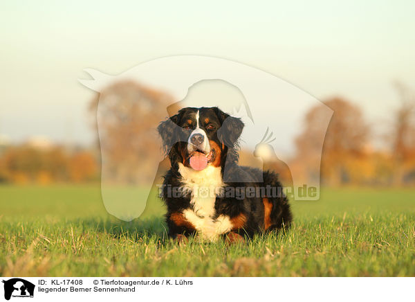 liegender Berner Sennenhund / lying Bernese Mountain Dog / KL-17408