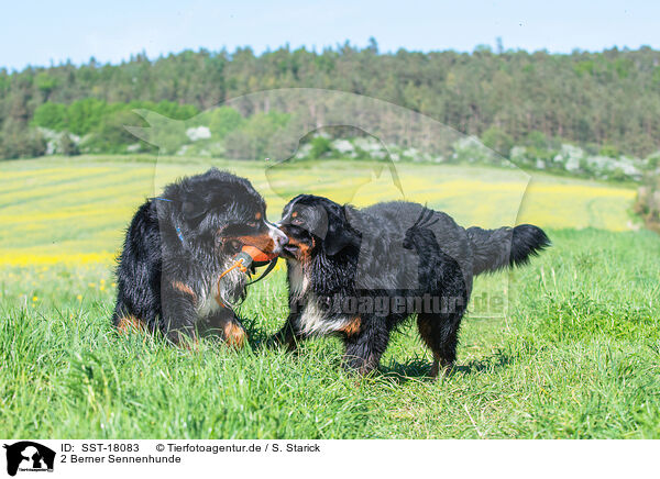 2 Berner Sennenhunde / 2 Bernese Mountain Dogs / SST-18083